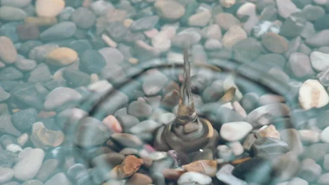 Falling Drops of Pure Water 4K Stock Footage 248550526