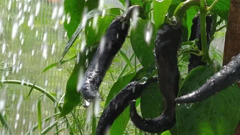 Falling drops of water on the background of black pepper fruit Stock Footage 156713528