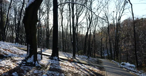Falling drops of water from tree branches in a winter park. Slow motion. Video stock 223043813
