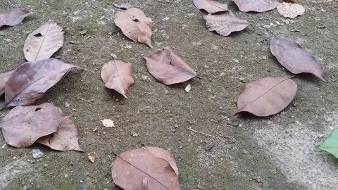 Falling dry leaves 動画素材 219252540