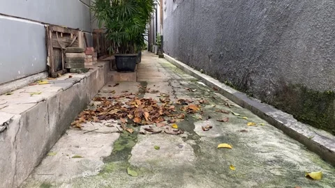 Falling dry leaves Stock Footage 307165797