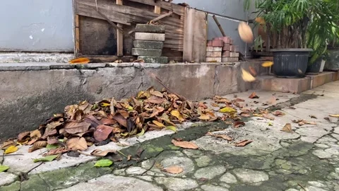 Falling dry leaves Stock Footage 307165871