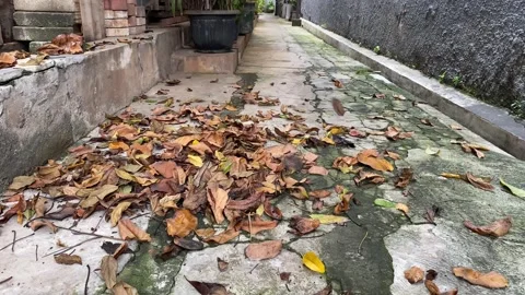 Falling dry leaves Stock Footage 307165909