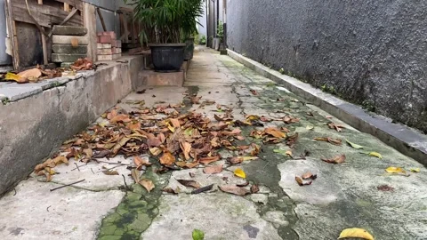 Falling dry leaves Stock Footage 307165910