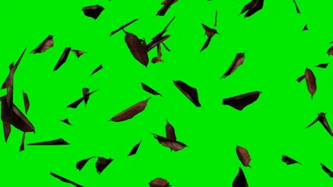 Falling Dry Leaves with Green Screen Background Video stock 296674807