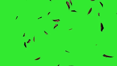 Falling Dry Leaves with Green Screen Background Video stock 297102030