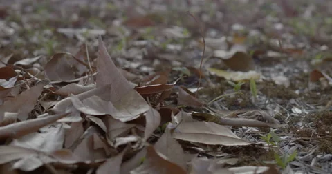 Falling dry leaves  (in slow motion) Stock Footage 47122285