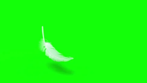 Falling Feather element with Chroma Key and Alpha Channel mask in 4K slow motion Stock Footage 147012039