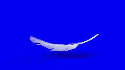 Falling Feather element with Chroma Key and Alpha Channel mask in 4K slow motion Stockbeeldmateriaal 147012610