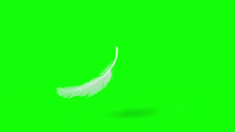 Falling Feather element with Chroma Key and Alpha Channel mask in 4K slow motion Stock Footage 147015417