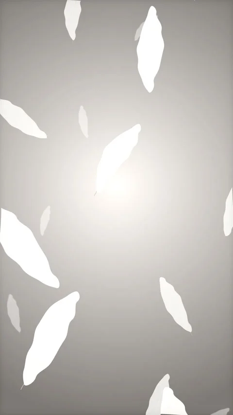 Falling feathers animation loop floating white petals gentle motion Stock Footage 346643206