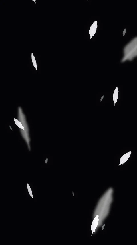 Falling feathers animation loop with soft white floating down dark bg Stock Footage 346640316