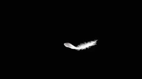 solf white feathers falling in the air. black background. Stock Photo