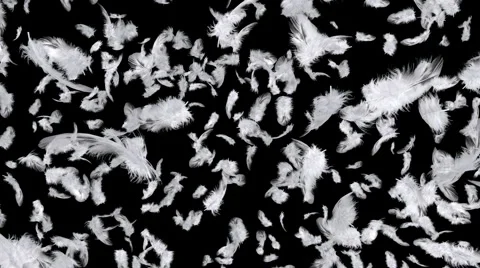 Falling feathers Stock Footage