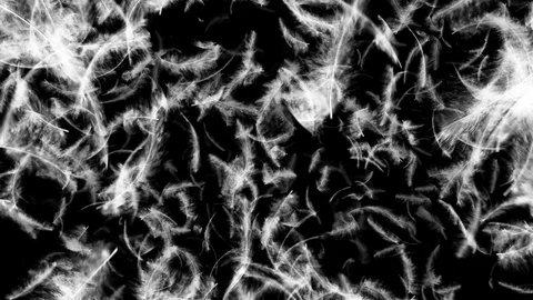 Falling feathers Stock Footage 90416507