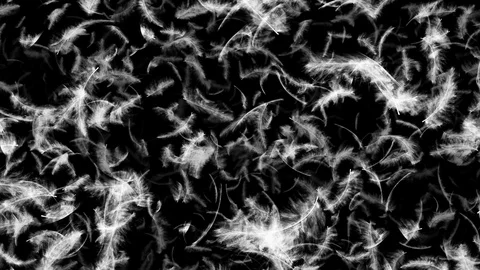 Falling feathers Stock Footage 90450030