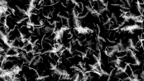 Falling feathers Stock Footage 90476560
