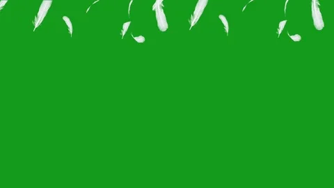 Falling feathers motion graphics with green screen background Stock Footage 131135204