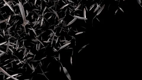 Falling feathers  transition effect with alpha channel Stock Footage 91442126