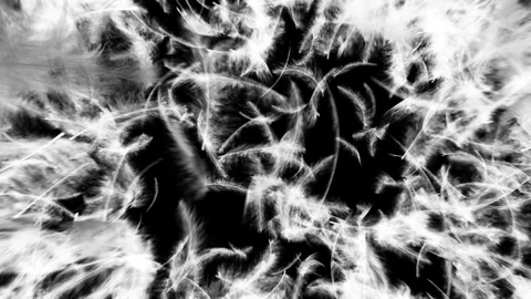 Falling feathers transition Stock Footage 90422658