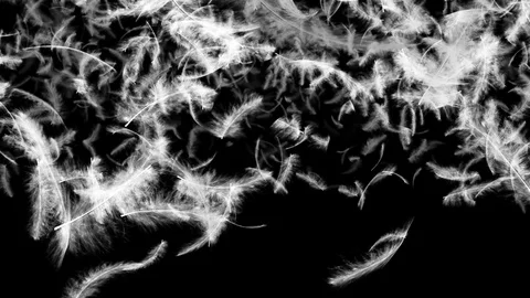 Falling feathers transition Stock Footage 90449014