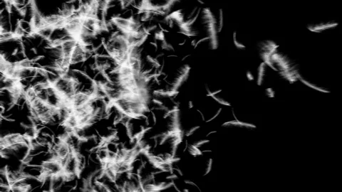 Falling feathers transition Stock Footage 90475696