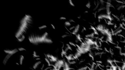 Falling feathers transition Stock Footage 90625709