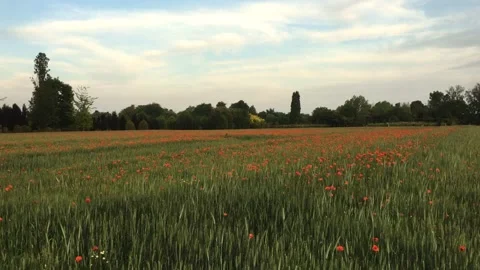 Falling in the field 動画素材 130757252