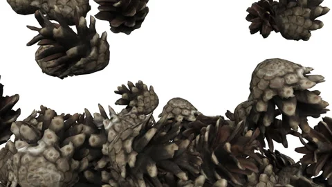 Falling fir cones on white background. Stock-Footage 285391880