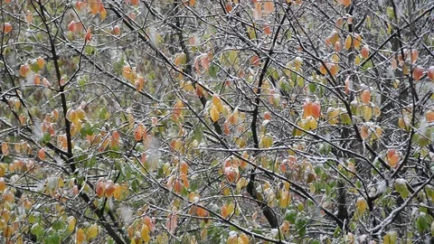 Falling first autumn snow Stock Footage 117264098