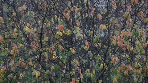 Falling first autumn snow Stock Footage 118420502