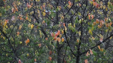 Falling first autumn snow Stock Footage 120735140