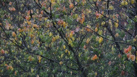 Falling first autumn snow Stock Footage 120735498
