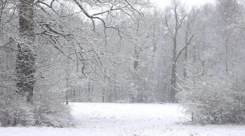 Falling of first snow in winter park Stock Footage 58840606
