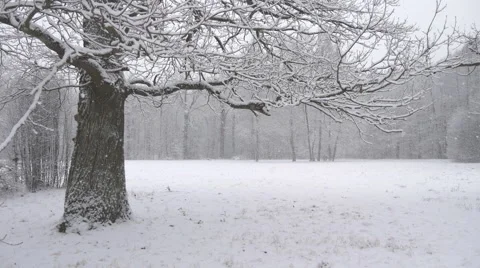 Falling of first snow in winter park Stock Footage 58840713