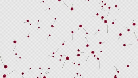Falling Flowers On Alpha Stock Footage 157374279