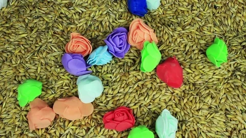 The falling flowers in barley Stock Footage 73900999