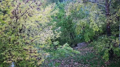 Falling foliage in an autumn day during wind and snow with rain. Stock Footage 140091251
