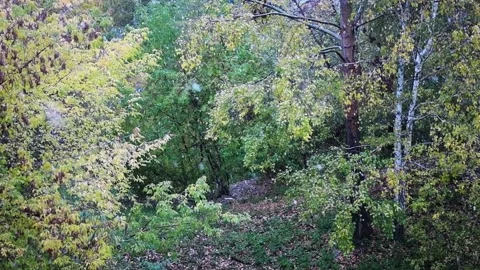 Falling foliage in an autumn day during wind and snow with rain. Stock Footage 140091275