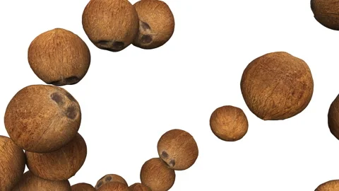 Falling food whole brown coconuts on white background. 스톡 동영상 284876782