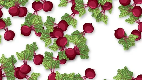 Falling Fresh Beetroot Vegetables Animation on White Background Stock Footage 339399161