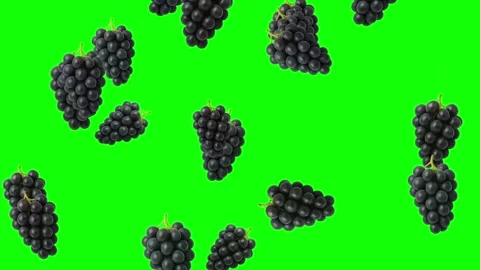 Falling fresh black grapes motion graphics with green screen background Video stock 338342979