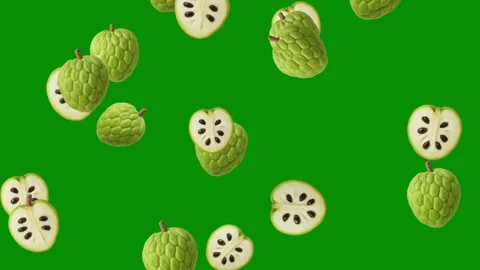 Falling fresh custard apples motion graphics with green screen background Видео 341724863