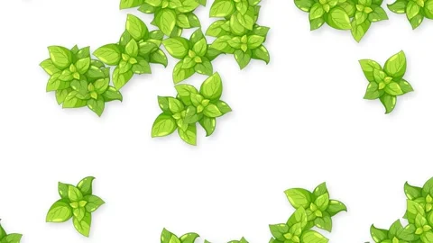 Falling Fresh Green Basil Leaves Animation on White Background Stock Footage 339754699