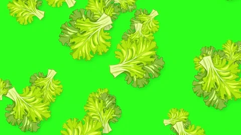 Falling Fresh Green Lettuce Leaves Animation on Bright Green Background Stock Footage 342314898