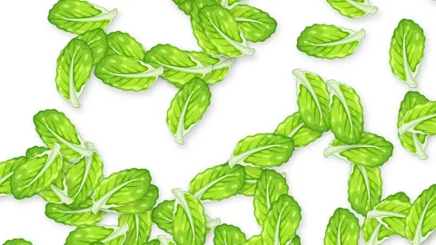 Falling Fresh Green Mint Leaves Animation on White Background Stock Footage 340323626