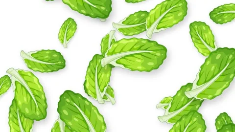 Falling Fresh Green Mint Leaves Animation on White Background Stock Footage 345300823