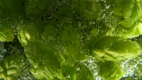 Falling Fresh Hops Cones into Water Stock Footage 204908182