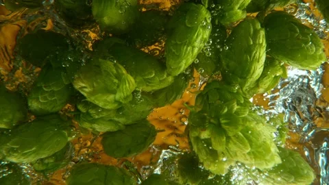 Falling Fresh Hops Cones into Water Stock Footage 204908314