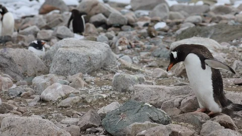 Falling Gentoo Penguin Stock Footage 104988479